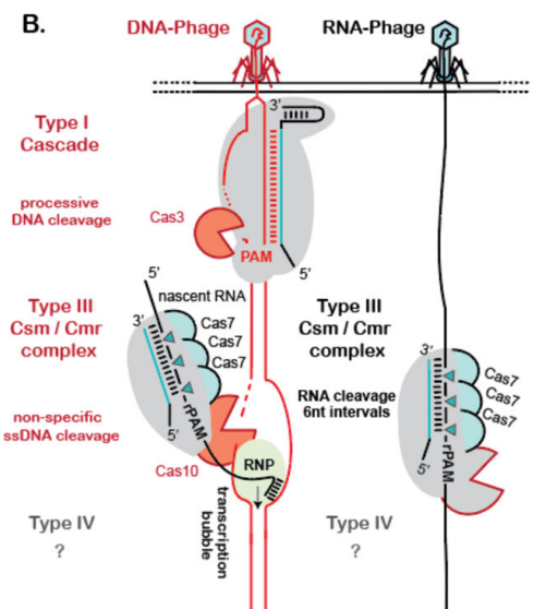publication illustration
